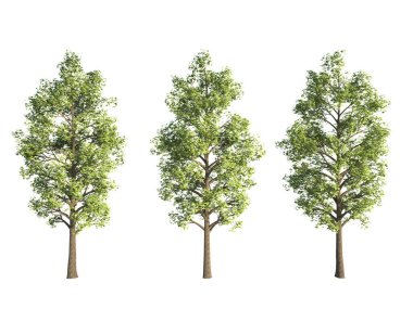 3d biçimlendirme ağacı izole edilmiş kesme arkaplanı