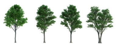 3d biçimlendirme ağacı izole edilmiş kesme arkaplanı