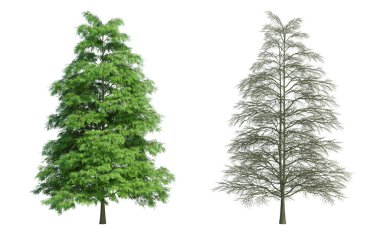 3d biçimlendirme ağacı izole edilmiş kesme arkaplanı