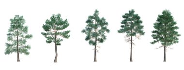 3d biçimlendirme ağacı izole edilmiş kesme arkaplanı