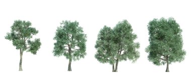 3d biçimlendirme ağacı izole edilmiş kesme arkaplanı