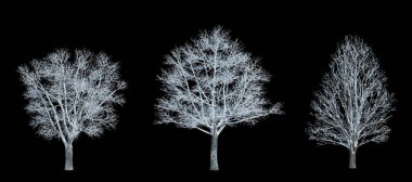 3D görüntüleme Kış ağacı izole kesilmiş arkaplan