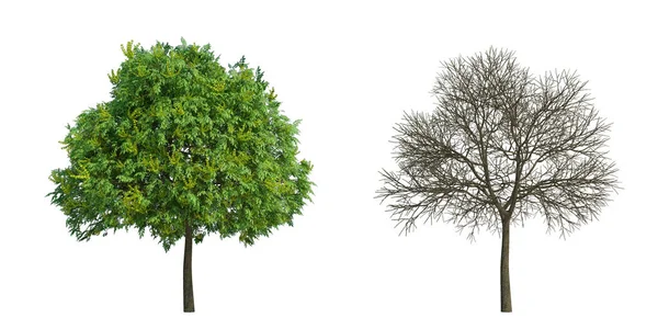 3D渲染树隔离切割背景 — 图库照片#
