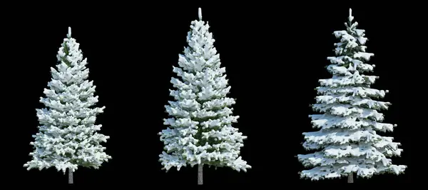 3D渲染冬树隔离切割背景 — 图库照片#