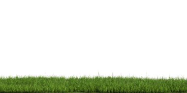 3d Render Brush Tree Isolated  on white