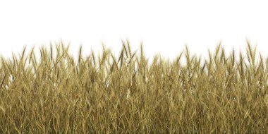 3d Render Brush Tree Isolated  on white