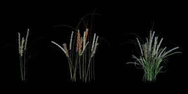 3d Render Brush Tree Isolated  on white