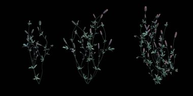 3d Render Brush Tree Isolated  on white