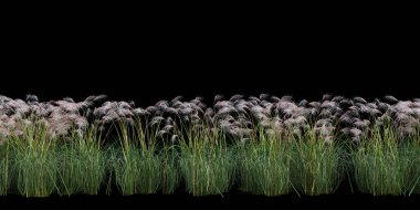 3d Render Brush Tree Isolated  on white