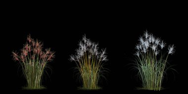 3d Render Brush Tree Isolated  on white