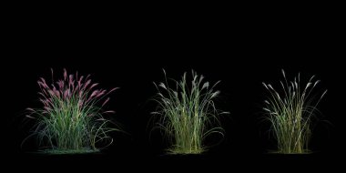 3d Render Brush Tree Isolated  on white