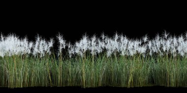 3d Render Brush Tree Isolated  on white