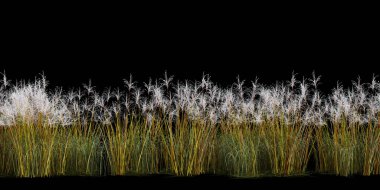 3d Render Brush Tree Isolated  on white