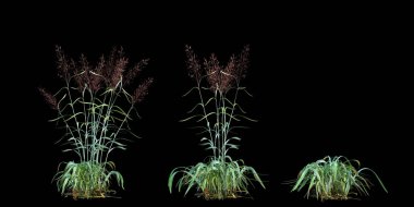 3d Render Brush Tree Isolated  on white