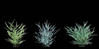 3d Render Brush Tree Isolated  on white