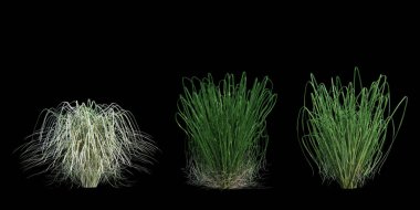 3d Render Brush Tree Isolated  on white