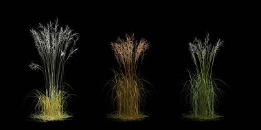 3d Render Brush Tree Isolated  on white