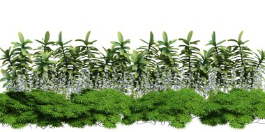 3d Render Brush Tree Isolated  on white