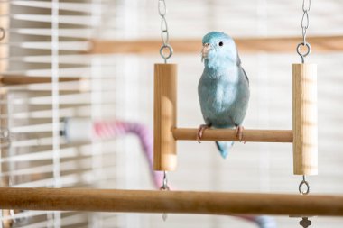 Küçük Blue Forpus papağanı tahta bir salıncakta tünemiş, şirin küçük p