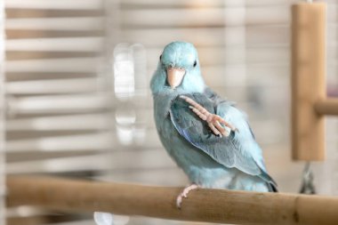 Mavi papağan, kuş kafesinde ahşap bir çubuğa tünemiş ayağını kaldırıyor, Minik Forpus Papağanı bir ayağıyla kaşınıyor, bir evcil kuşun doğal kişisel bakım davranışı, hayvan hayvan yaşam tarzı.