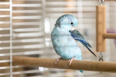 Tiny Forpus papağan tüyü bakımı, Blue Forpus papağanı tüylerini dikkatlice hazırlıyor, tüylerini temizliyor, sakinleştiriyor evcil hayvan rutinini ve doğal kişisel bakım davranışlarını gösteriyor, evcil hayvan yaşam tarzı, günlük rutin davranışlar.