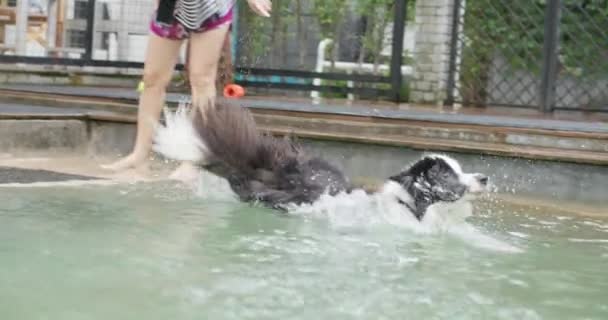 Femeie Asiatică Fericită Joacă Câinele Drăguț Piscină Jucăușă Negru Alb — Videoclip de stoc