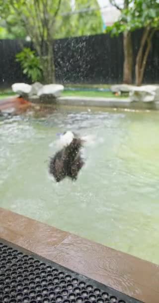 장난을 좋아하는 흑백의 수영장에서 재미있게 귀엽고 귀여운 강아지 점프와 들어가 — 비디오