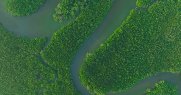 Aerial Top View Show Line Water Mangrove Forest Tropical Island — Αρχείο Βίντεο