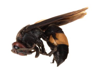 Beyaz arka plan üzerinde ölü Waspe