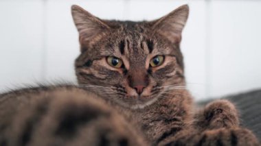 Serious cat video portrait, cat lying on the bed, grey tabby . High quality 4k footage