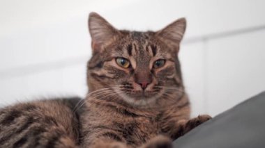 Serious cat video portrait, cat lying on the bed, grey tabby . High quality 4k footage