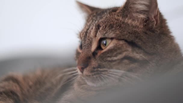 Serious Cat Video Portrait Cat Lying Bed Grey Tabby High — Vídeo de Stock