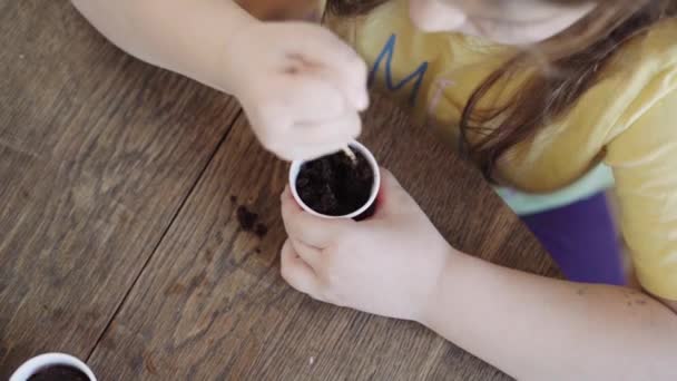 小さな未就学児自宅で種を植える 成長している家庭やバルコニーガーデン 高品質4K映像 — ストック動画