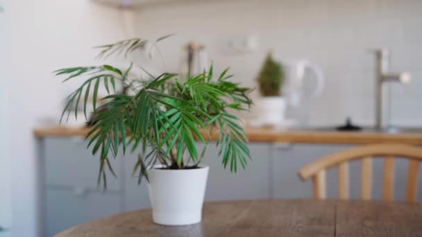Panning Tiro Palmeira Planta Casa Vaso Branco Mesa Madeira Cozinha — Vídeo de Stock