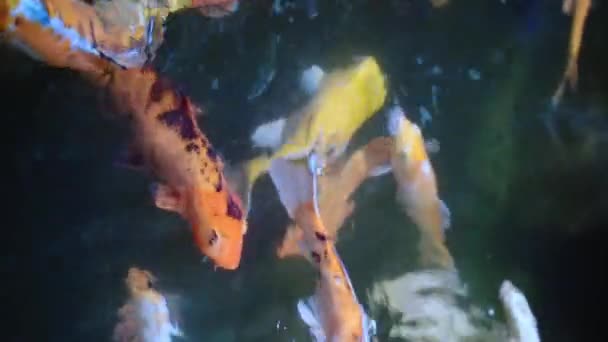 Koi Carp Golden Fish Pond Traditional Japan Garden Lake High — Vídeo de stock