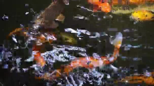 Koi Carp Golden Fish Pond Traditional Japan Garden Lake High — 图库视频影像
