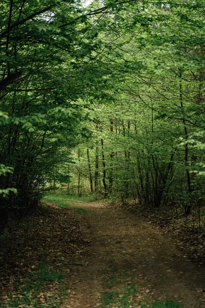 Trilha Rural Floresta Vertical Para Carro Caminhadas Viagens Selvagens Perto — Fotografia de Stock