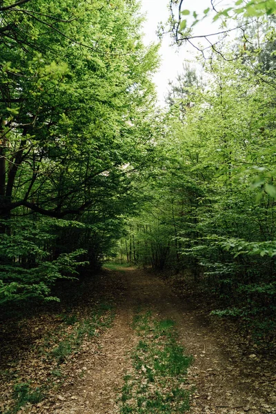 Vertikaler Ländlicher Waldweg Für Auto Oder Wandern Wildes Reisen Naturnah — Stockfoto