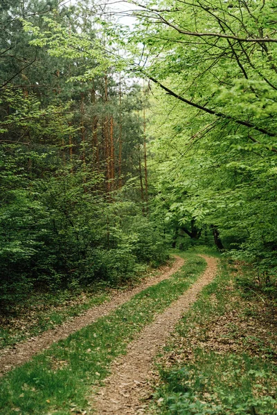Trilha Rural Floresta Vertical Para Carro Caminhadas Viagens Selvagens Perto — Fotografia de Stock