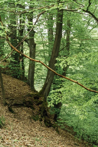 野外森林的绿色垂直照片 高质量的照片 — 图库照片