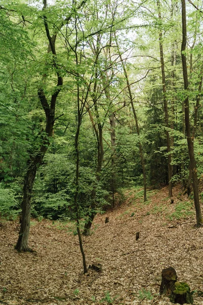 Pionowe Zdjęcie Dzikiego Lasu Wiejskiego Zielonych Kolorach Wysokiej Jakości Zdjęcie — Zdjęcie stockowe