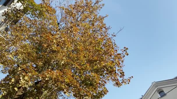 Aşağıdan Sonbahar Ağacına Kadar Mavi Gökyüzü Arka Planında Sarı Yapraklar — Stok video