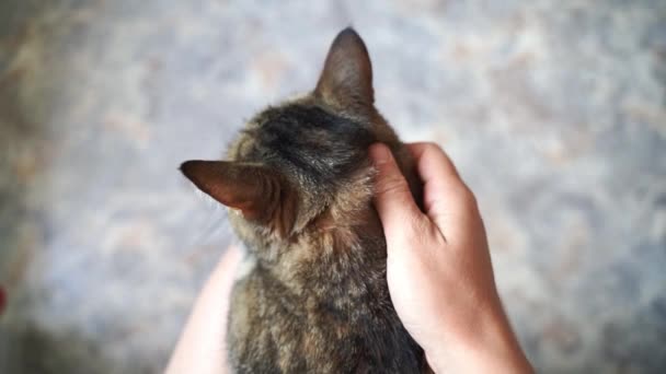 Ovanifrån Katt Sitter Varv Och Anonym Hand Smeker Katten Sällskapsdjur — Stockvideo