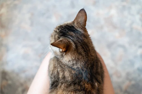 close-up of cat ear, hearing problem. Veterinary medicine of cats and pets, hearing problems. High quality photo