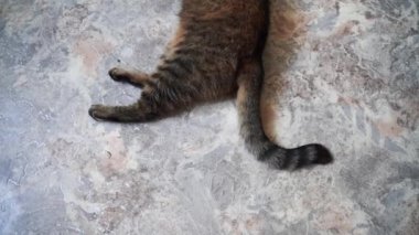 Yerde yatan, kamçılayan ve kuyruğunu sallayan tekir gri bir kedinin üst görüntüsü. Sinirli sinirli kedi. Yüksek kalite 4k görüntü