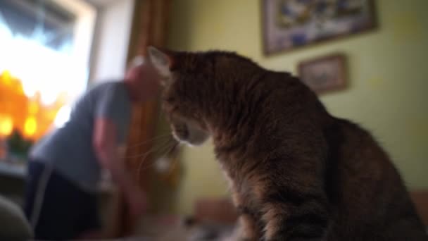 Eldelry Ανώτερος Άνθρωπος Στο Σπίτι Στην Αυθεντική Του Κρεβατοκάμαρα Γάτα — Αρχείο Βίντεο