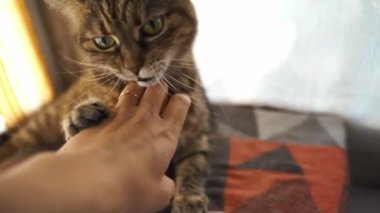 Tekir gri kediyle oynayan isimsiz bir şahsın POV 'u. Saldırgan evcil hayvan oyunu, ısıran el. Komik evcil çocuk, evcil ebeveyn hayatı. Yüksek kalite 4k görüntü