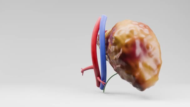 Lékařská Anatomie Vykreslit Rotaci Jaterních Orgánů Bílém Pozadí Hepatický Lidský — Stock video