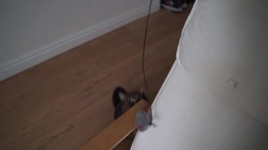 Gri tekir kedi evde oyuncak fareyle oynuyor. Evcil hayvan aktiviteleri. Yüksek kalite 4k görüntü