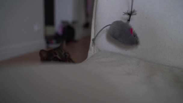 Cinza Gato Tabby Jogando Casa Com Mouse Brinquedo Corda Atividades — Vídeo de Stock